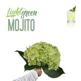 HORT. MOJITO SUPER 18-19CM 60